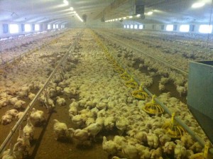 Better poultry with biomass